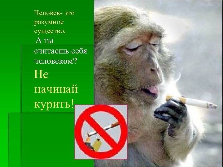 Человек- это разумное существо. А ты считаешь себя человеком? Не начинай курить! 