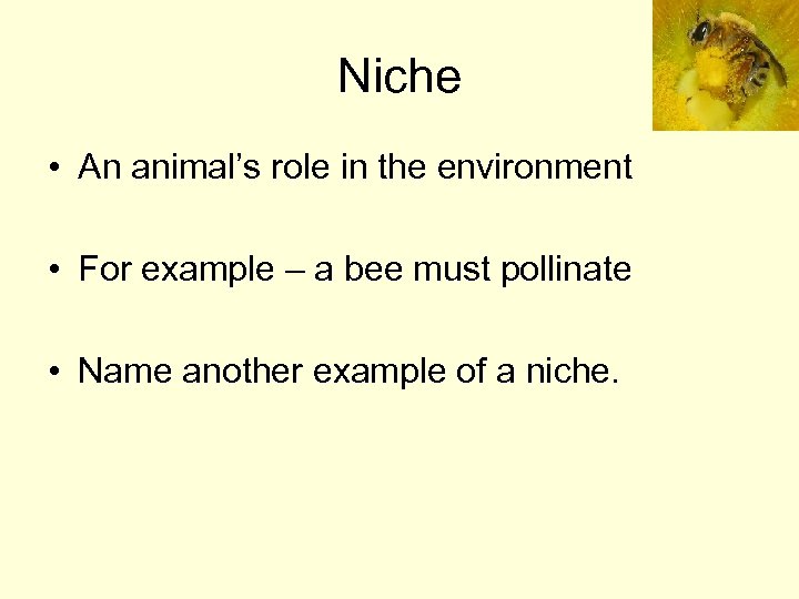 Niche • An animal’s role in the environment • For example – a bee