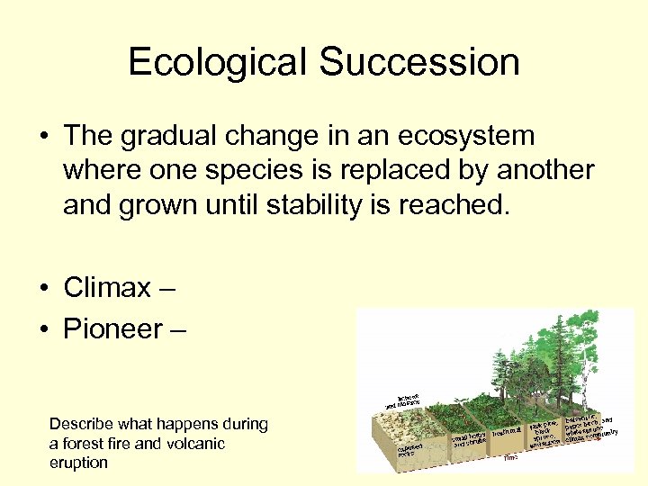 Ecological Succession • The gradual change in an ecosystem where one species is replaced