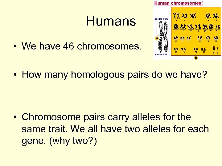 Humans • We have 46 chromosomes. • How many homologous pairs do we have?