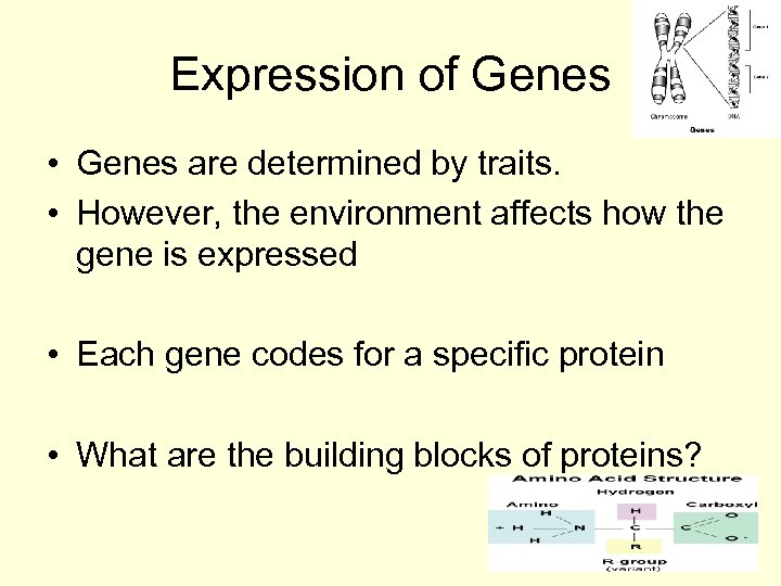 Expression of Genes • Genes are determined by traits. • However, the environment affects