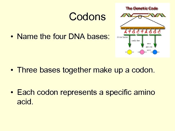 Codons • Name the four DNA bases: • Three bases together make up a