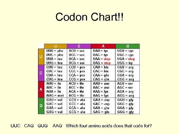 Codon Chart!! UUC CAG GUG AAG Which four amino acids does that code for?