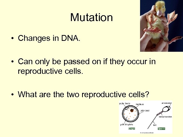 Mutation • Changes in DNA. • Can only be passed on if they occur