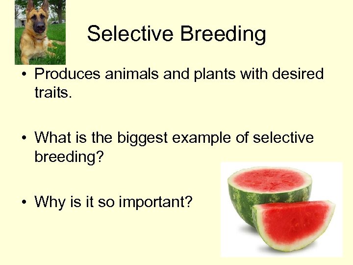 Selective Breeding • Produces animals and plants with desired traits. • What is the