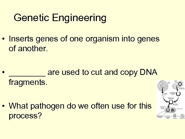 Genetic Engineering • Inserts genes of one organism into genes of another. • ____