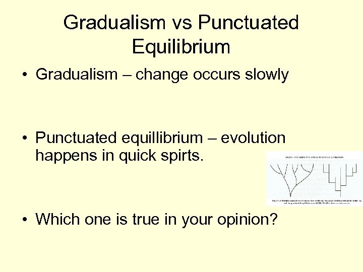 Gradualism vs Punctuated Equilibrium • Gradualism – change occurs slowly • Punctuated equillibrium –