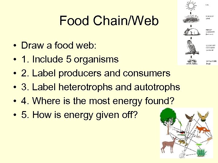 Food Chain/Web • • • Draw a food web: 1. Include 5 organisms 2.
