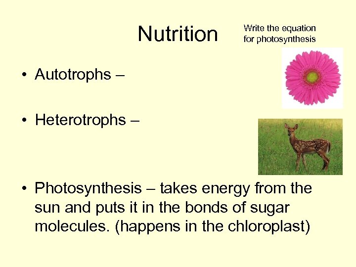 Nutrition Write the equation for photosynthesis • Autotrophs – • Heterotrophs – • Photosynthesis