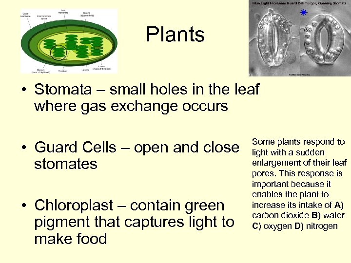 Plants • Stomata – small holes in the leaf where gas exchange occurs •