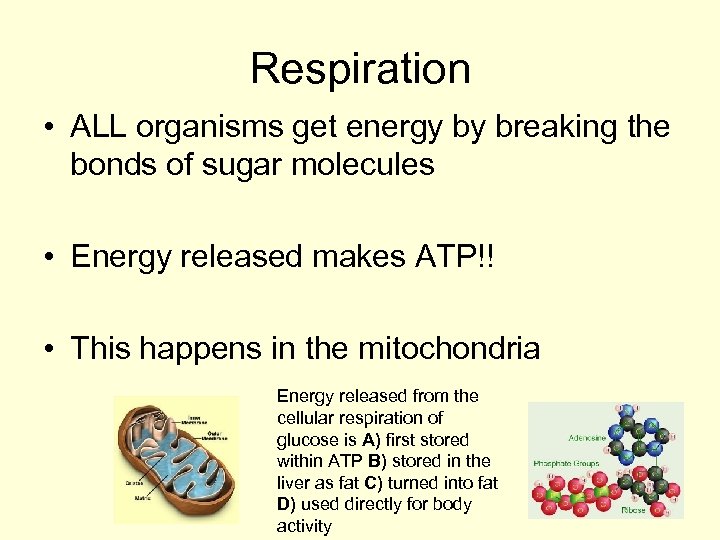 Respiration • ALL organisms get energy by breaking the bonds of sugar molecules •