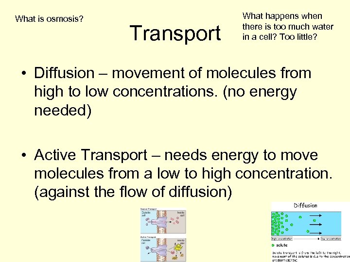 What is osmosis? Transport What happens when there is too much water in a