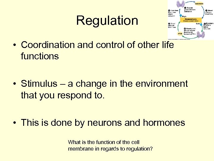 Regulation • Coordination and control of other life functions • Stimulus – a change