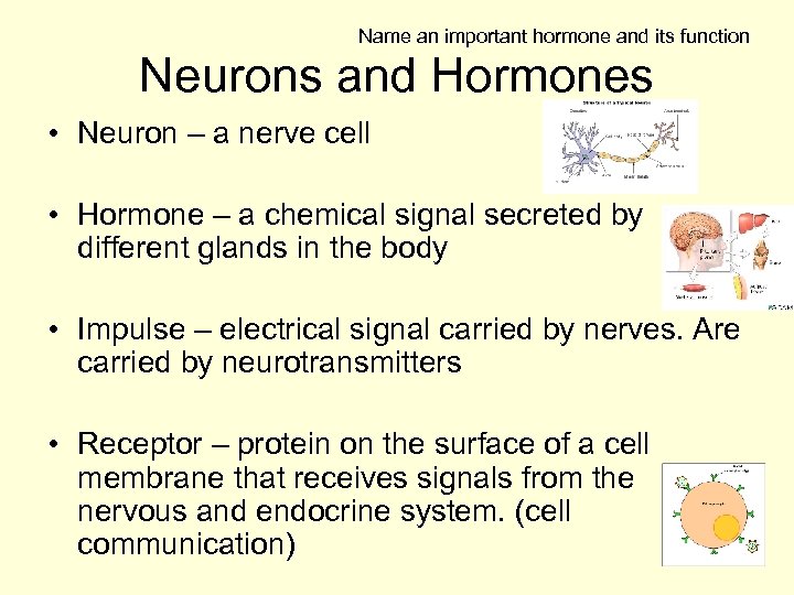Name an important hormone and its function Neurons and Hormones • Neuron – a