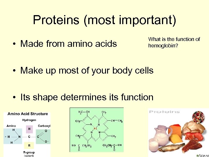 Proteins (most important) • Made from amino acids What is the function of hemoglobin?
