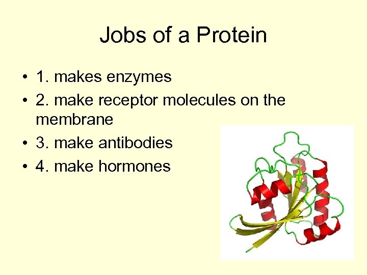 Jobs of a Protein • 1. makes enzymes • 2. make receptor molecules on