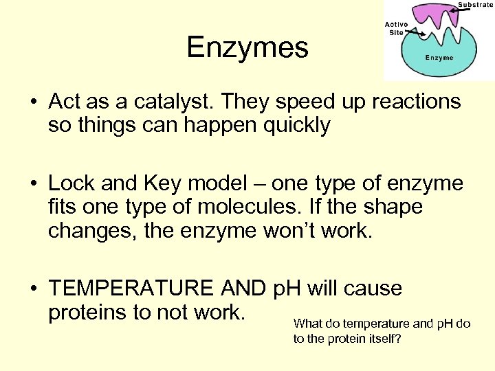 Enzymes • Act as a catalyst. They speed up reactions so things can happen