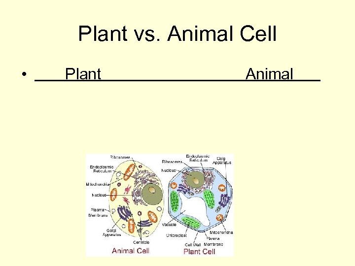 Plant vs. Animal Cell • Plant Animal 