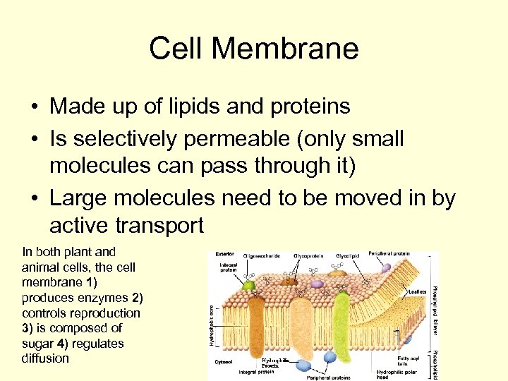 Cell Membrane • Made up of lipids and proteins • Is selectively permeable (only