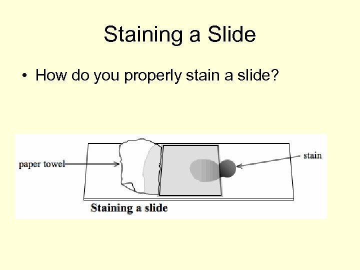 Staining a Slide • How do you properly stain a slide? 