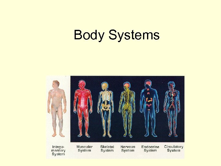 Body Systems 