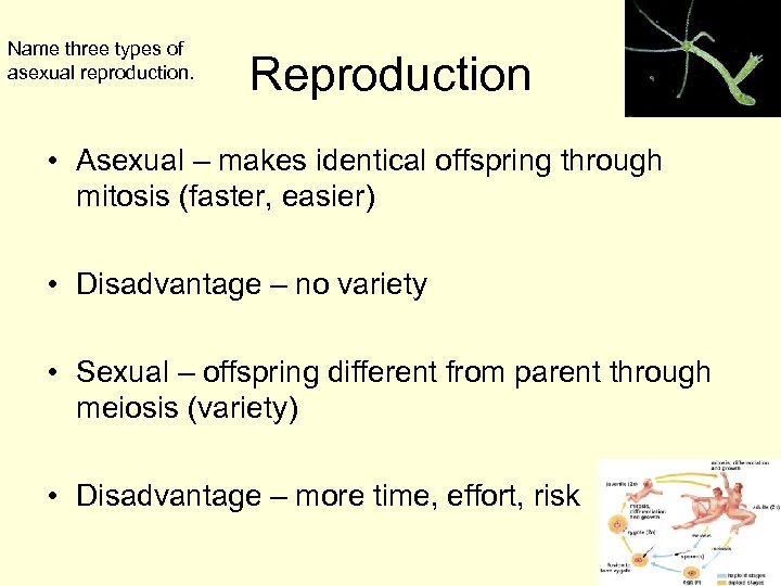 Name three types of asexual reproduction. Reproduction • Asexual – makes identical offspring through
