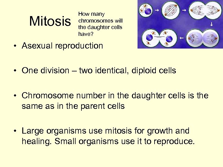 Mitosis How many chromosomes will the daughter cells have? • Asexual reproduction • One