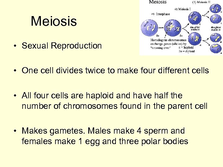 Meiosis • Sexual Reproduction • One cell divides twice to make four different cells