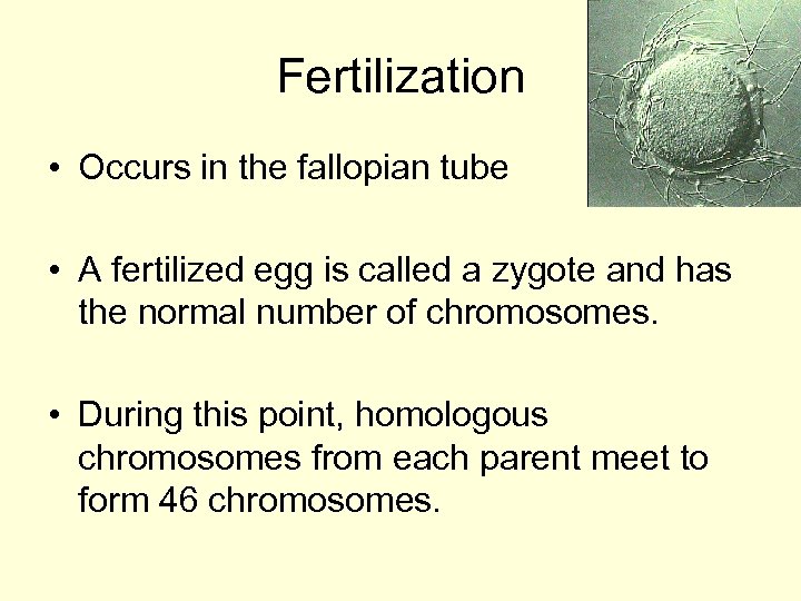 Fertilization • Occurs in the fallopian tube • A fertilized egg is called a