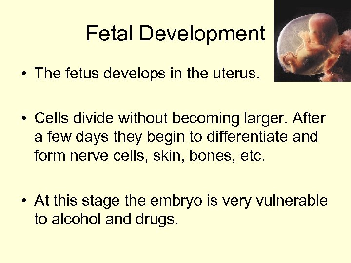 Fetal Development • The fetus develops in the uterus. • Cells divide without becoming