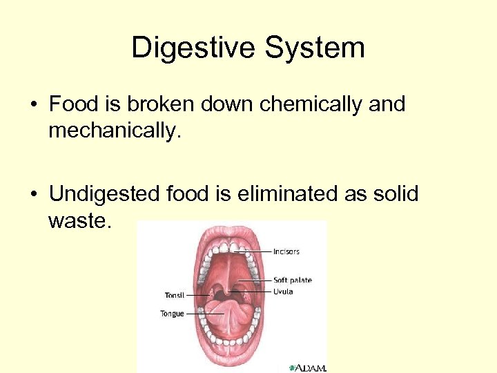 Digestive System • Food is broken down chemically and mechanically. • Undigested food is
