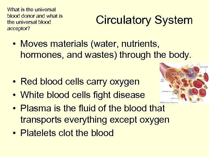 What is the universal blood donor and what is the universal blood acceptor? Circulatory