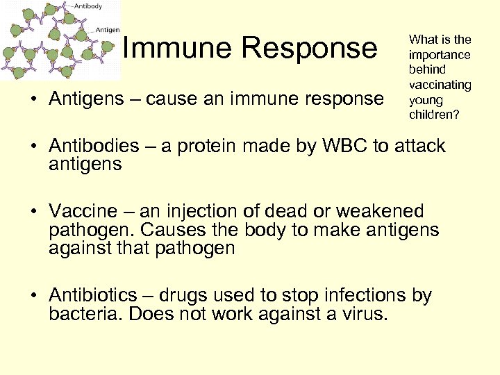 Immune Response • Antigens – cause an immune response What is the importance behind