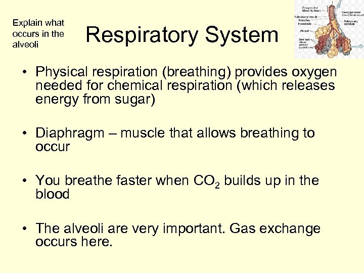 Explain what occurs in the alveoli Respiratory System • Physical respiration (breathing) provides oxygen