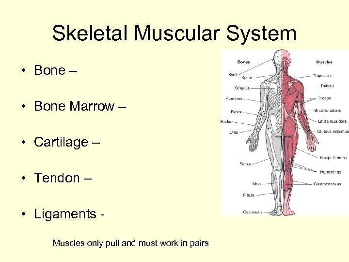 Skeletal Muscular System • Bone – • Bone Marrow – • Cartilage – •