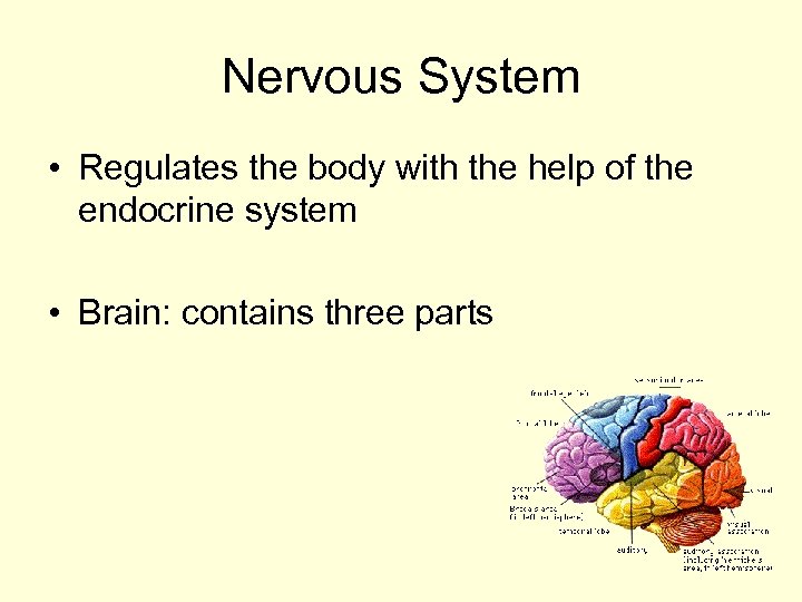 Nervous System • Regulates the body with the help of the endocrine system •