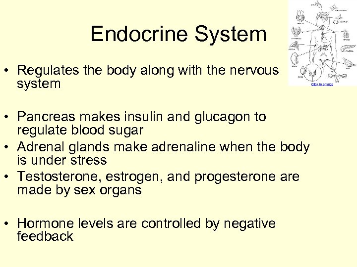 Endocrine System • Regulates the body along with the nervous system • Pancreas makes