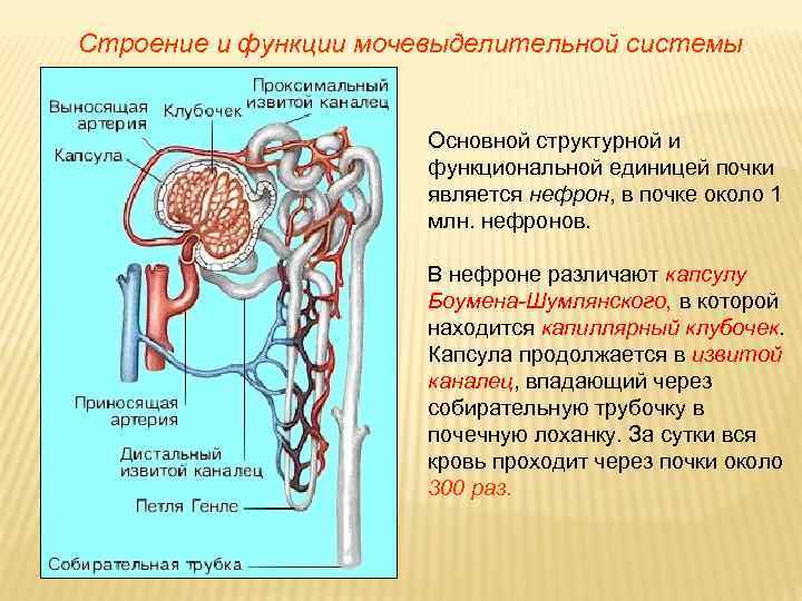 Строение и функции мочевыделительной системы Основной структурной и функциональной единицей почки является нефрон, в