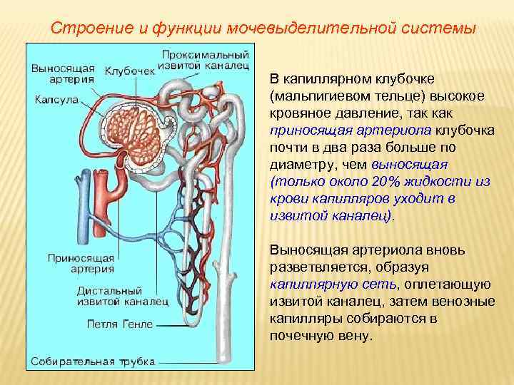 Строение и функции мочевыделительной системы В капиллярном клубочке (мальпигиевом тельце) высокое кровяное давление, так