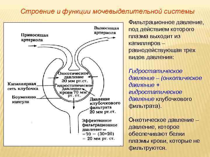 Строение и функции мочевыделительной системы Фильтрационное давление, под действием которого плазма выходит из капилляров