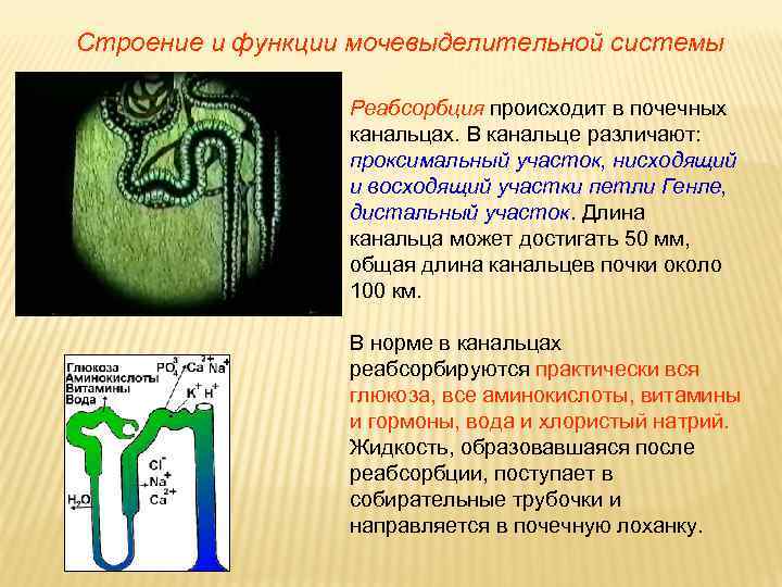 Строение и функции мочевыделительной системы Реабсорбция происходит в почечных канальцах. В канальце различают: проксимальный