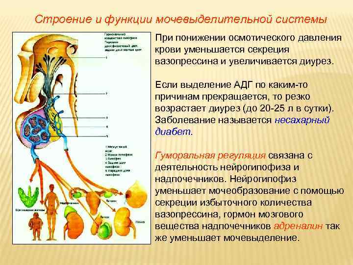 Строение и функции мочевыделительной системы При понижении осмотического давления крови уменьшается секреция вазопрессина и