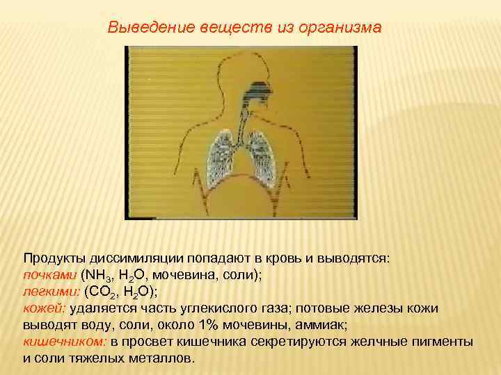 Выведение веществ из организма Продукты диссимиляции попадают в кровь и выводятся: почками (NH 3,
