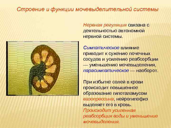 Строение и функции мочевыделительной системы Нервная регуляция связана с деятельностью автономной нервной системы. Симпатическое