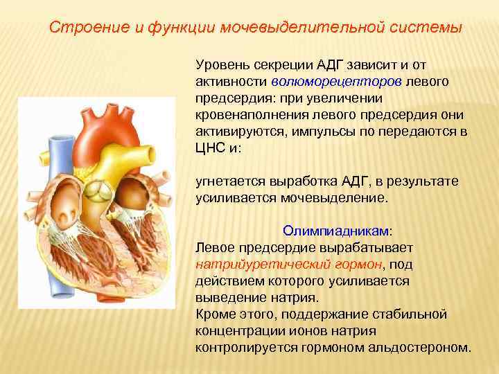 Строение и функции мочевыделительной системы Уровень секреции АДГ зависит и от активности волюморецепторов левого