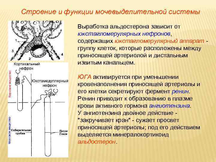 Строение и функции мочевыделительной системы Выработка альдостерона зависит от юкстагломерулярных нефронов, содержащих юкстагломерулярный аппарат