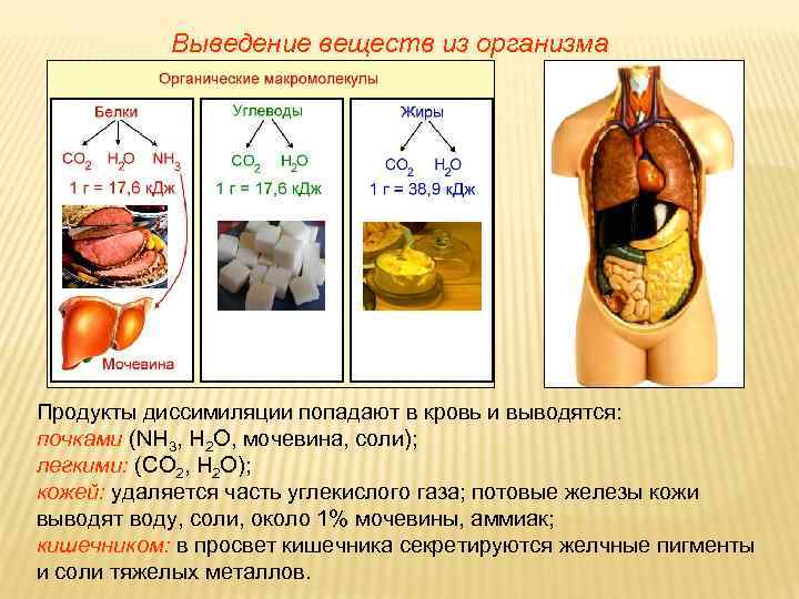 Выведение веществ из организма Продукты диссимиляции попадают в кровь и выводятся: почками (NH 3,
