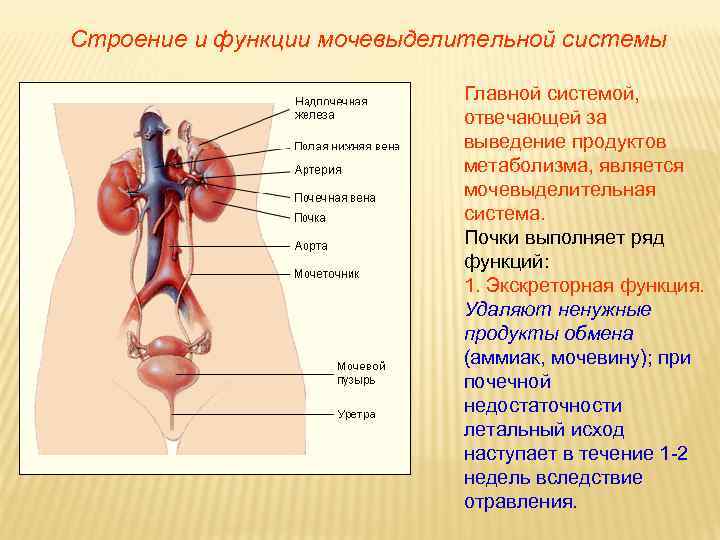 Технологическая карта мочевыделительная система строение и функции