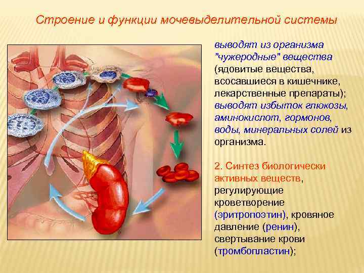 Строение и функции мочевыделительной системы выводят из организма 