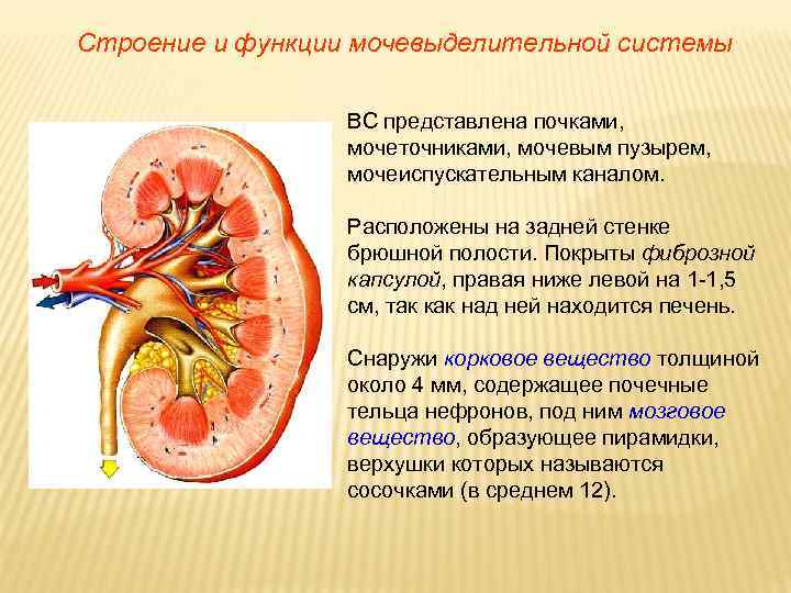 Строение и функции мочевыделительной системы ВС представлена почками, мочеточниками, мочевым пузырем, мочеиспускательным каналом. Расположены